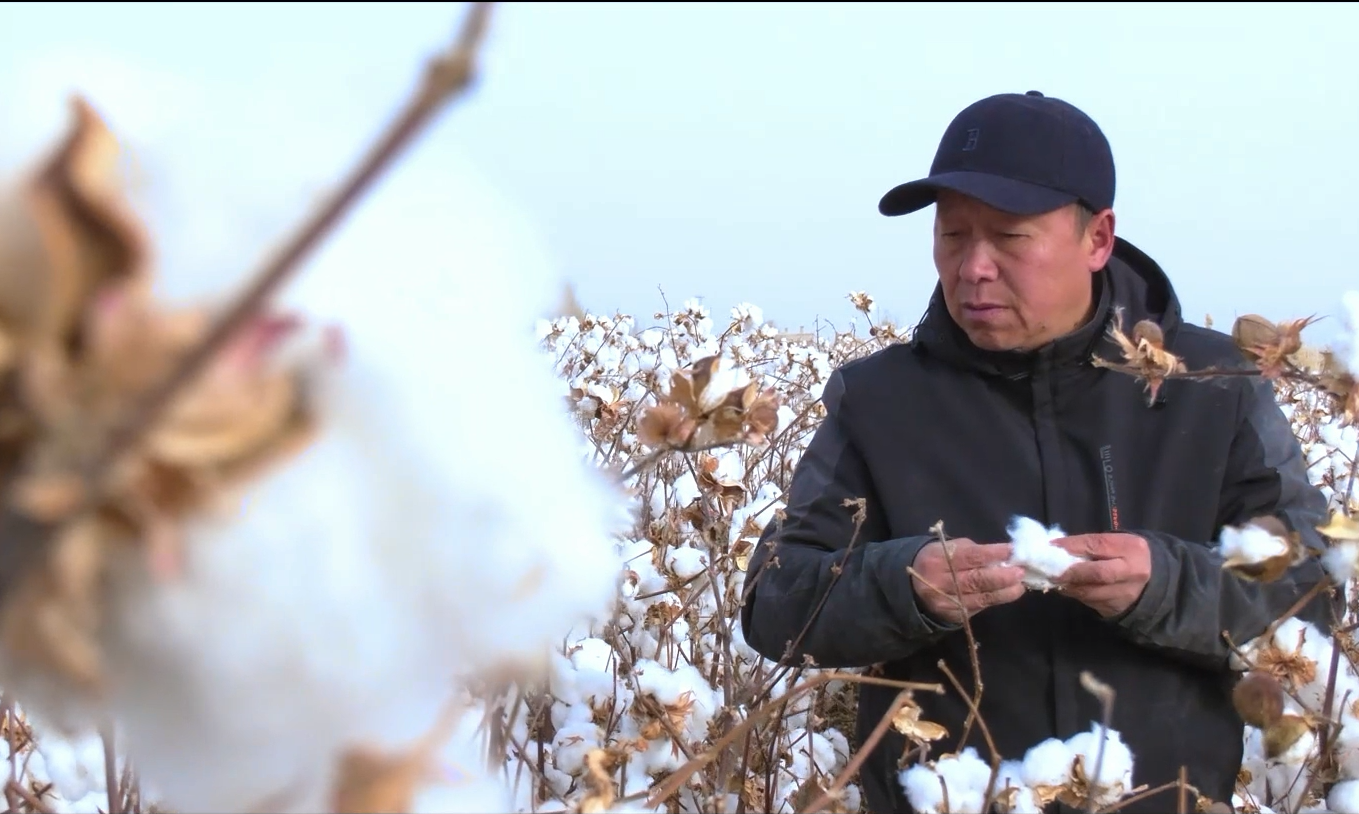 棉花很软，科技很硬——新疆尉犁县棉农为棉田插上“智慧”翅膀