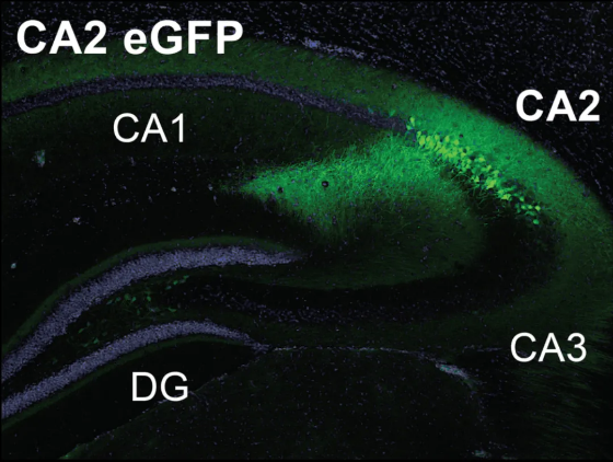 绿色荧光蛋白显示了海马体CA2区的主要神经元和其树、轴突。图片来源：Plasticity Lab, Aston University