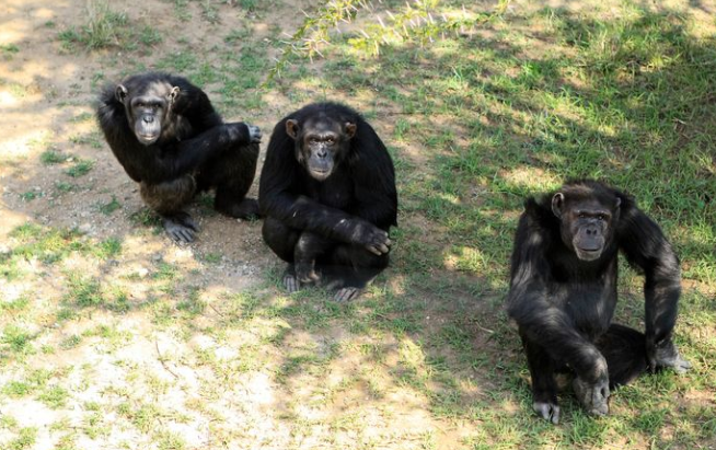△甜水保护区是“动物天堂”肯尼亚唯一能看到黑猩猩的地方