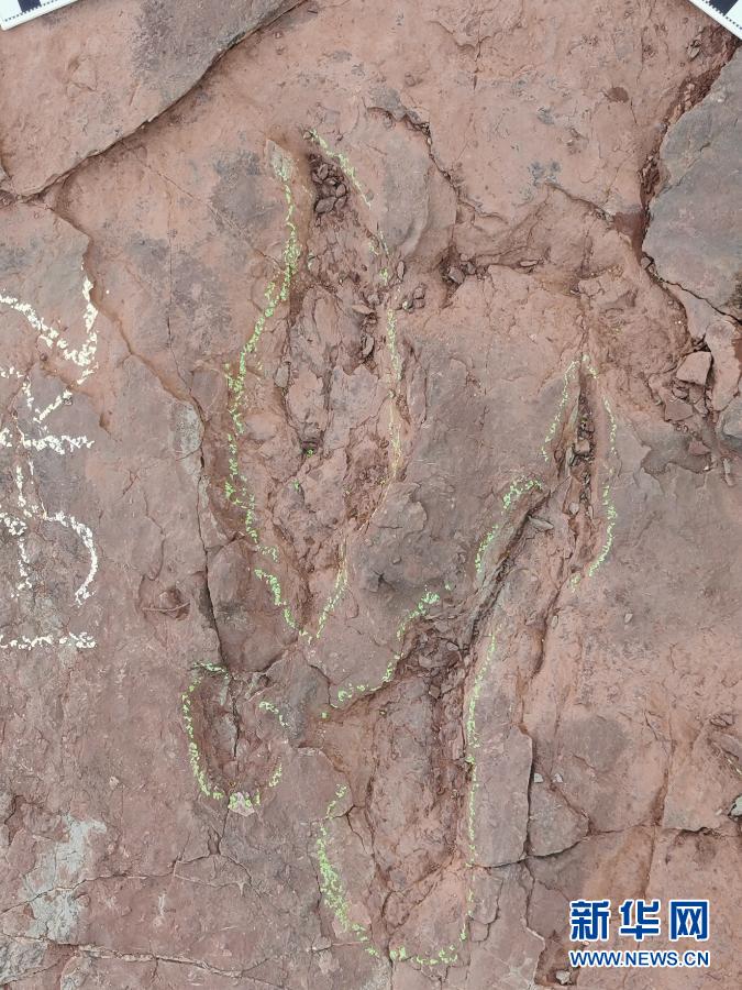 大型恐爪龙类足迹（2020年11月10日摄）。新华社发