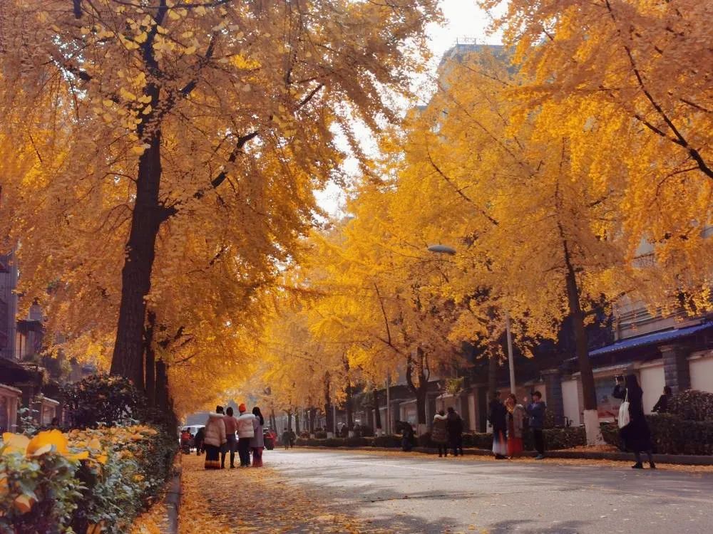 冬追着秋来源:四川大学