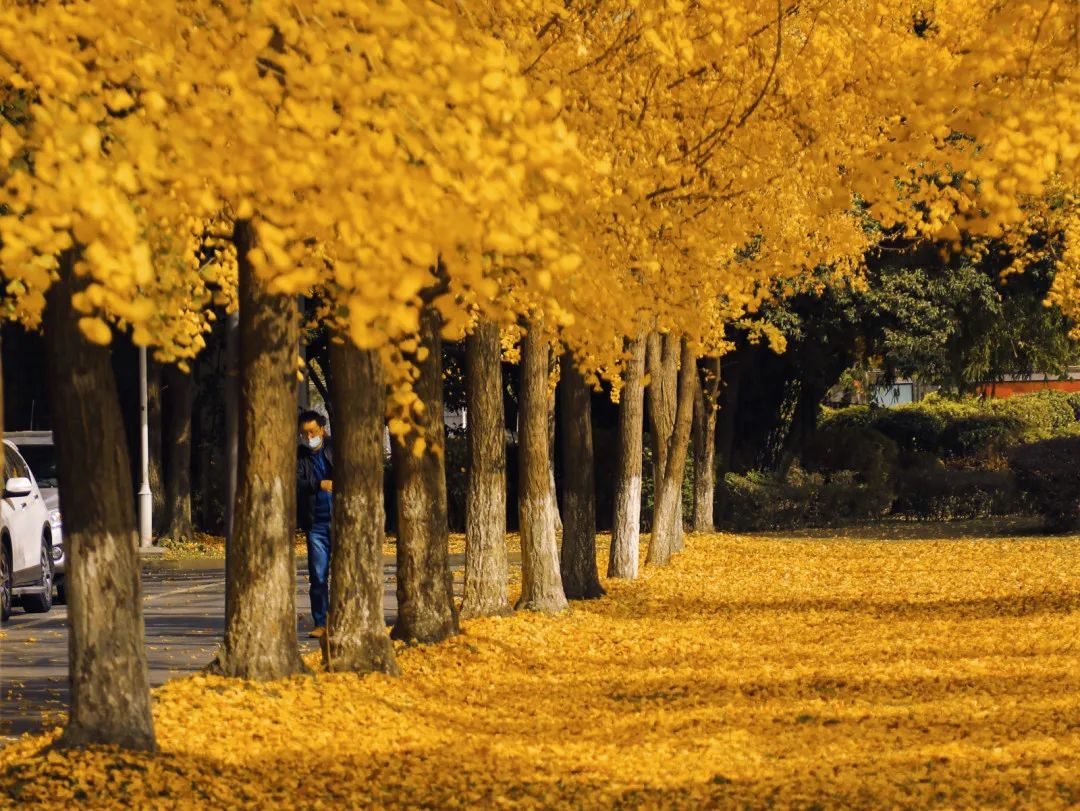 美出天际一眼千年看不尽川大银杏芳华
