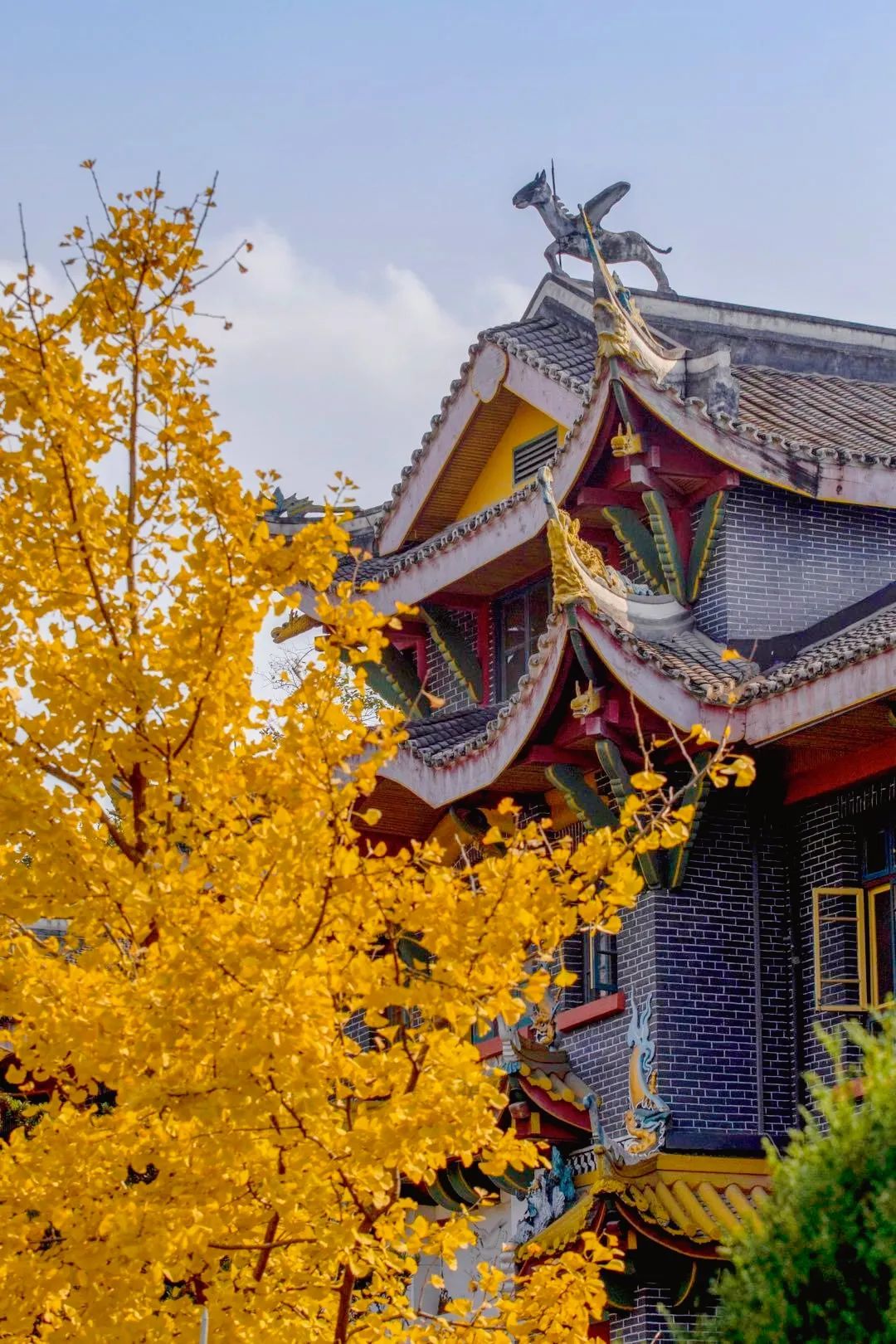 美出天际一眼千年看不尽川大银杏芳华