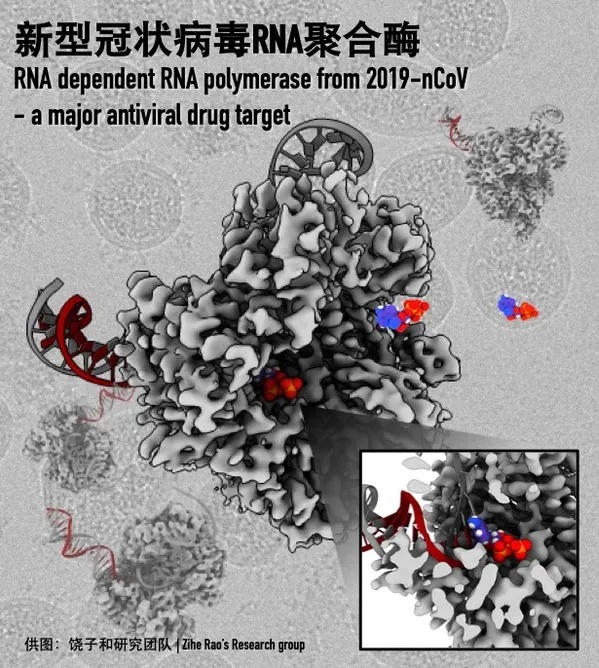 我国科学家去年3月成功解析的RdRp结构图。图源：上海科技大学官网