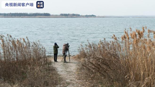 全球数量不足1000只，极危物种青头潜鸭现身苏州昆承湖