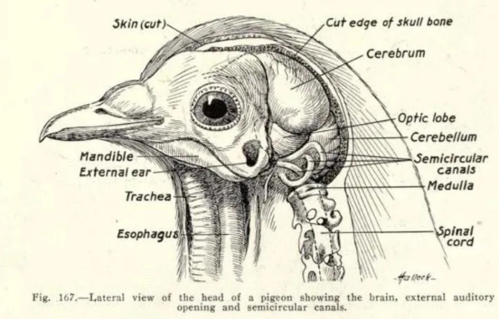 鸽子头部的侧面透视图。鸡的头骨和大脑形状与此相似，脑干和小脑位置较后。图片来源：Experimental Pharmacology (1917)