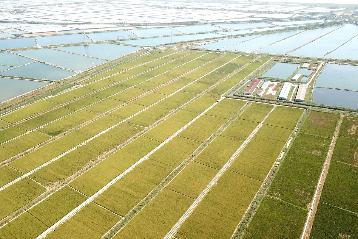 △2019年9月24日，江苏连云港开发区猴嘴街道黄沙坨社区种植的“海水稻”。