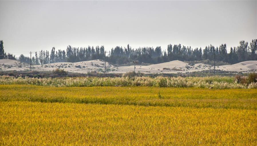 △2020年9月25日，沙漠旁的岳普湖县海水稻种植基地