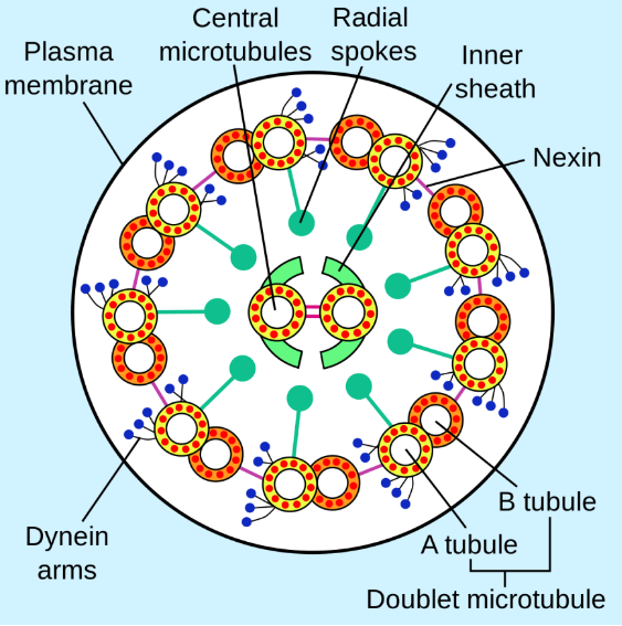 鞭毛的结构组成，微管内外分别有一个动力蛋白臂。图片来源：维基百科