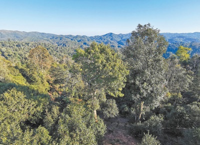 云南开展专项整治 坚决遏制种茶毁林行为