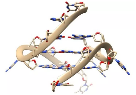 图片 四螺旋的DNA。