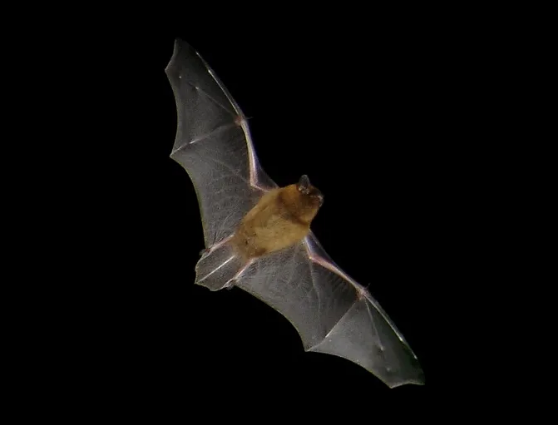 小笠原伏翼蝙蝠。图片来源：wikipedia