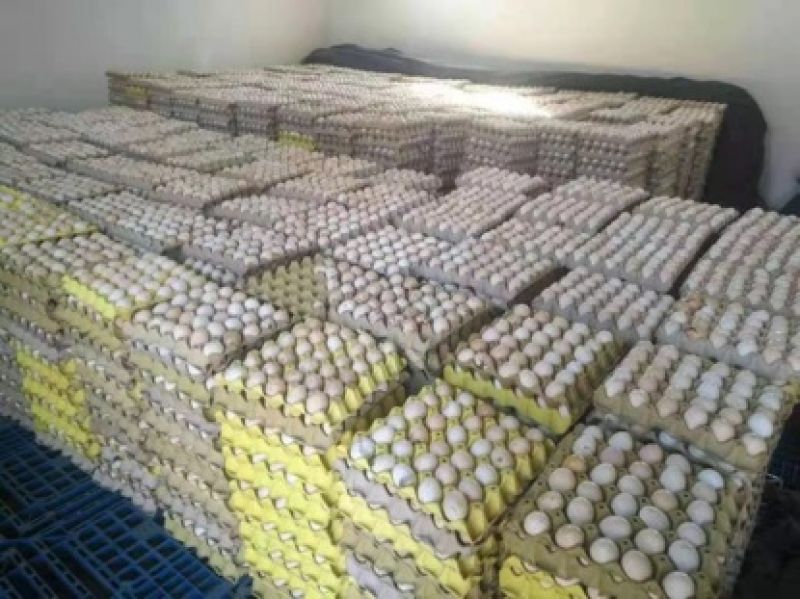 疫情下的河北蛋农：蛋价飞涨却赚不到钱 已有销售商退出行业