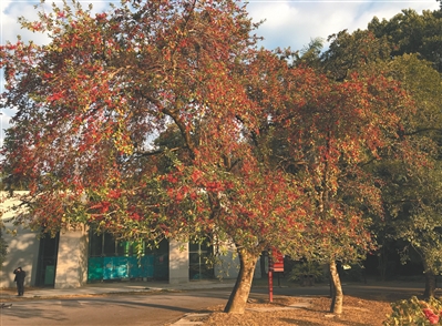 万子千红铁冬青