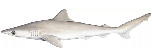 失落鲨。图片来源：wikipedia