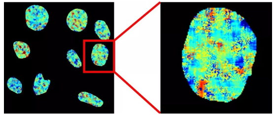 图片 荧光寿命成像技术绘制出了活细胞中被新型探针染色的核DNA。不同的颜色代表9到13纳秒（红到蓝）的荧光寿命长度。