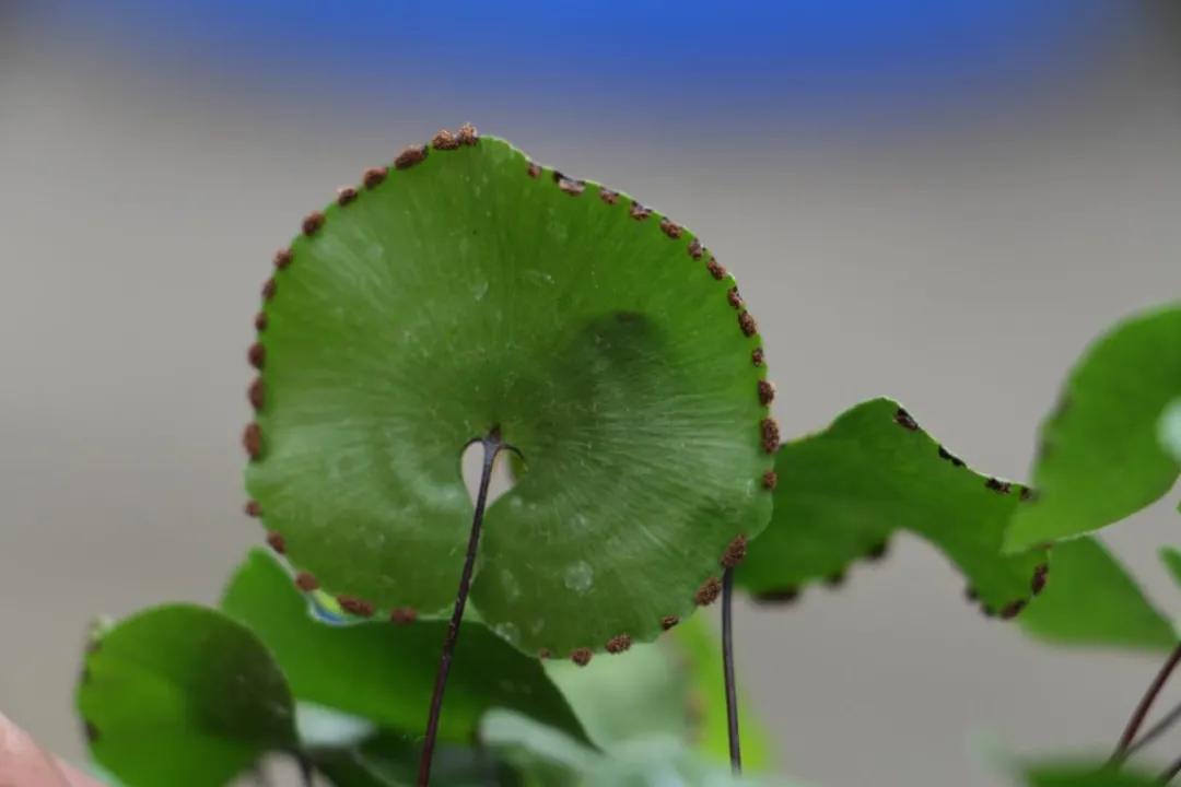 三峡集团迁地保护的荷叶铁线蕨长势良好(长江三峡珍稀植物研究所