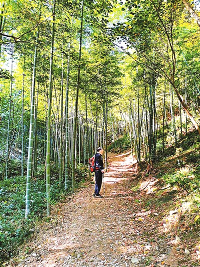 　　图为游客在龙鹫登山步道竹林中驻足。　　资料图片