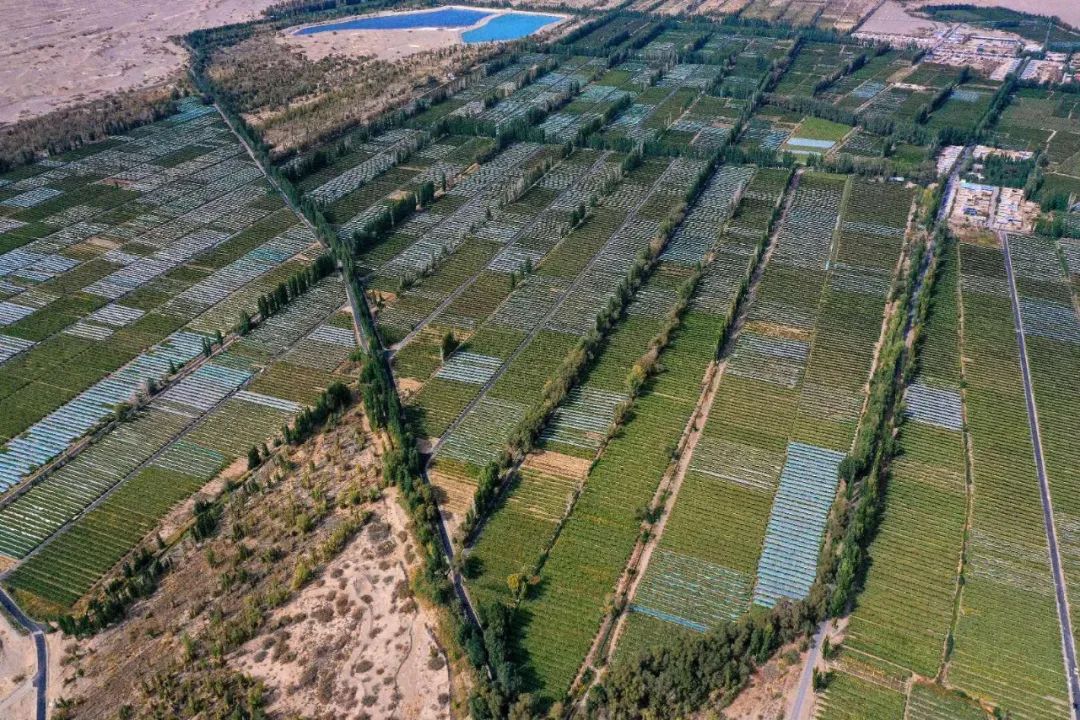 图为近十余年来,阳关林场持续遭遇大面积"剃光头"式的砍伐,万余亩公益