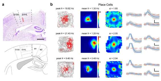 躯体感觉皮层中的位置细胞，其放电模式与海马体中的位置细胞极其相似。图片来源：龙晓阳、张生家