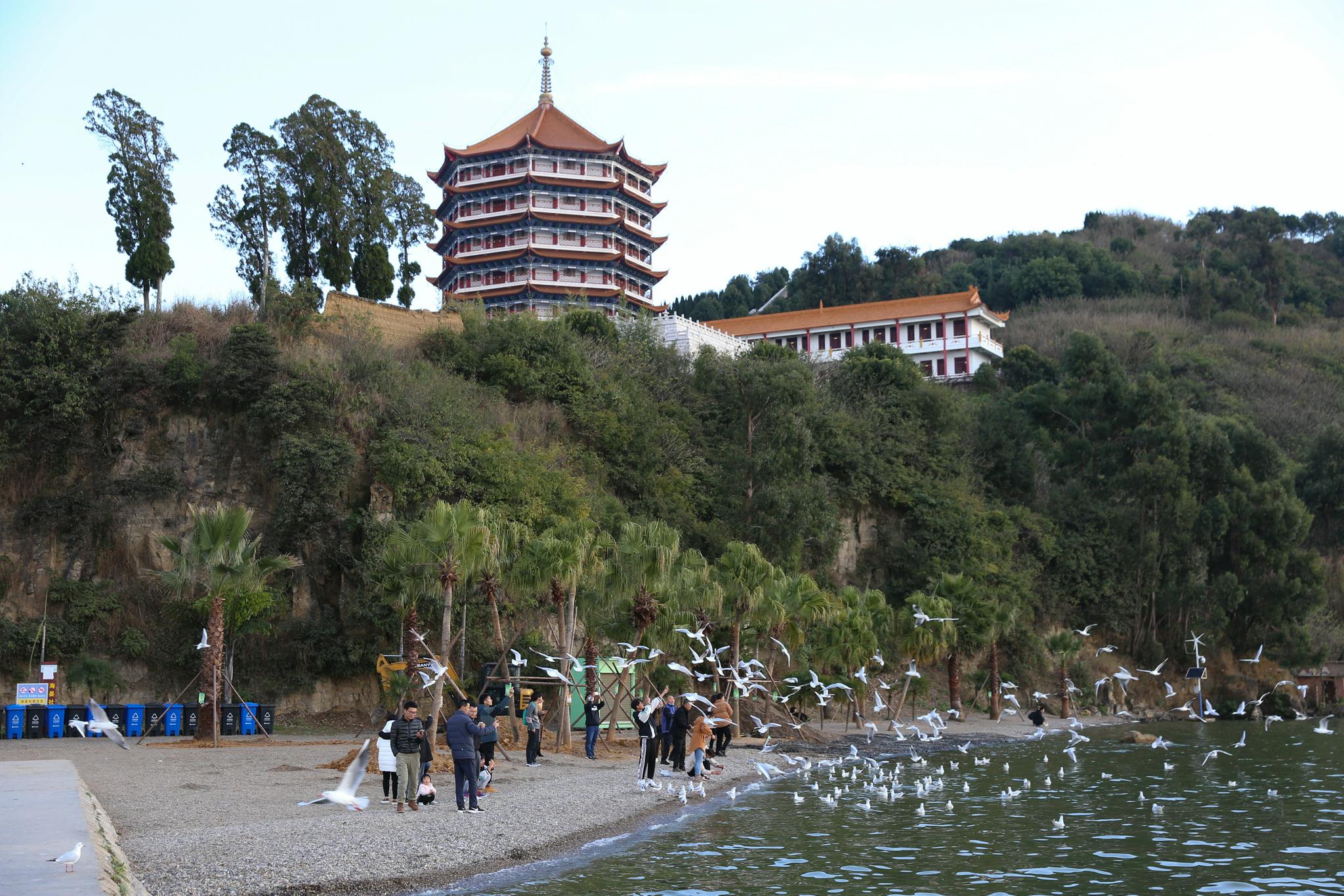 11月30日，游客在海晏村滇池畔喂食海鸥。（中国日报记者 武晓慧 摄）
