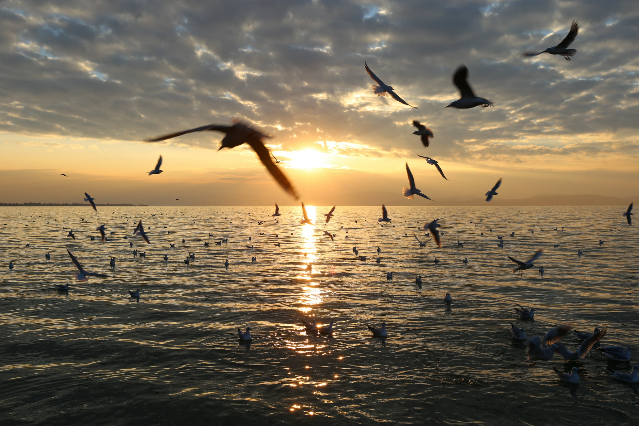 11月30日，滇池水面上飞翔的海鸥。（中国日报记者 武晓慧 摄）