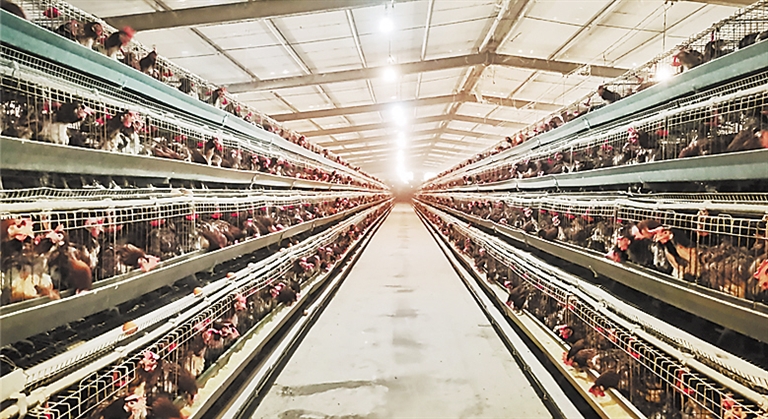 河北东亿达养殖有限公司养殖基地.