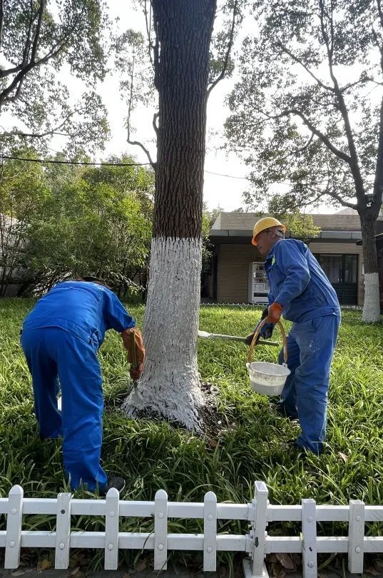 树木刷白 新浪网