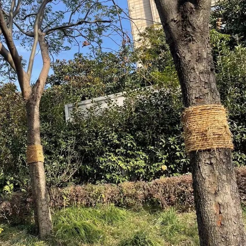 可采用包裹法,在树木外围及上方采用覆膜,或用稻草包将树干包裹,能够