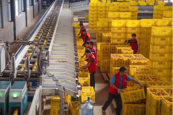 ▲位于新平县水塘乡的龙橙选果厂。有了分选设备，“好果能卖好价”。穆功/摄