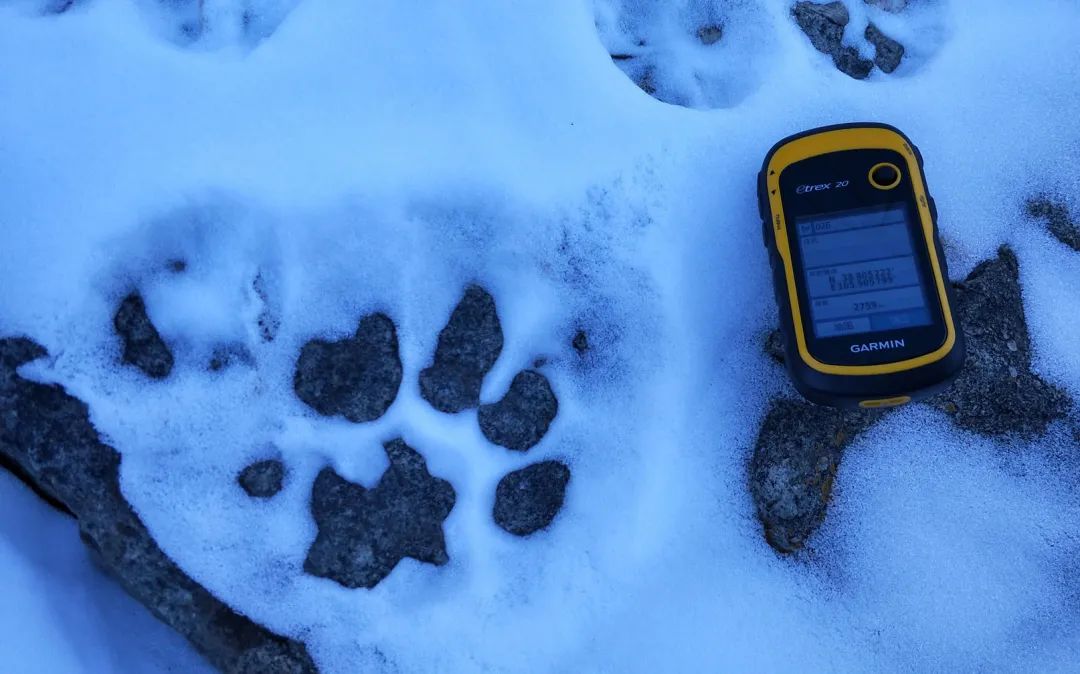 贺兰山放归雪豹疑似捕食到岩羊网友吃上特产了
