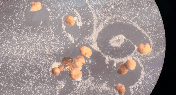 异形机器人收集细胞，繁衍后代&nbsp;图/观察者网