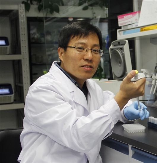 田志喜在实验室工作。遗传发育所供图