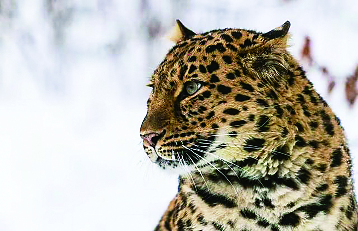 用科技守护东北虎豹家园