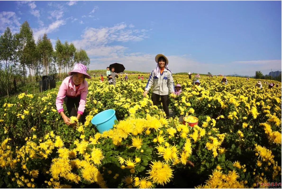 群众在示范基地里采摘菊花。