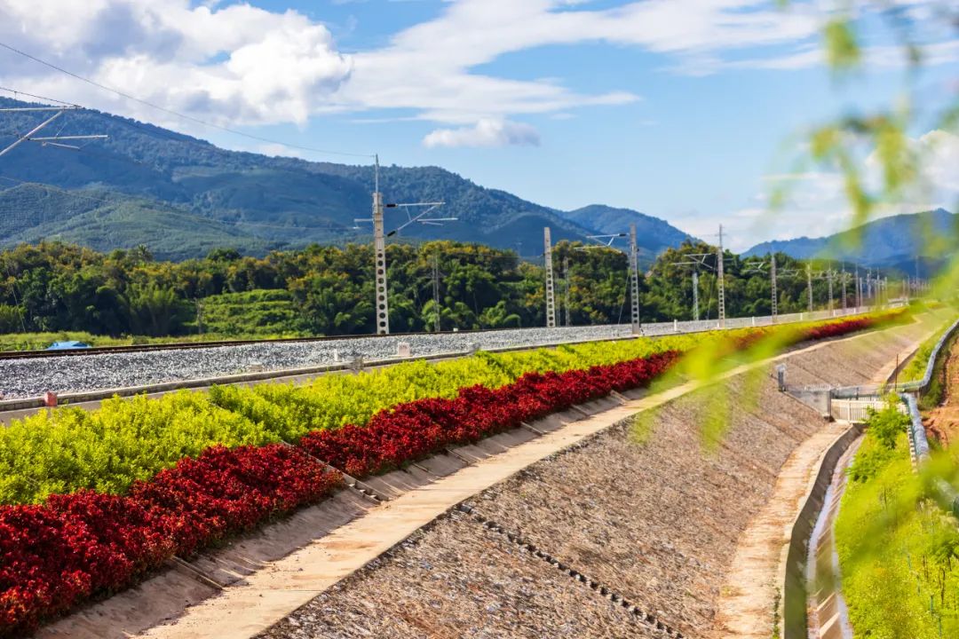 中老铁路沿线种植了绿色植物.徐章位 摄