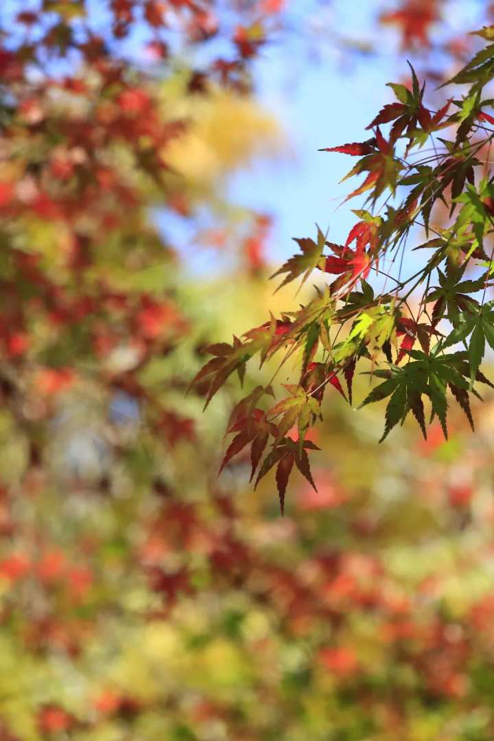 这一抹红实在惊艳西湖边最佳红叶打卡地帮你整理好了