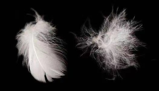 羽绒服里为啥没有"鸡绒"?|羽绒服_新浪财经_新浪网