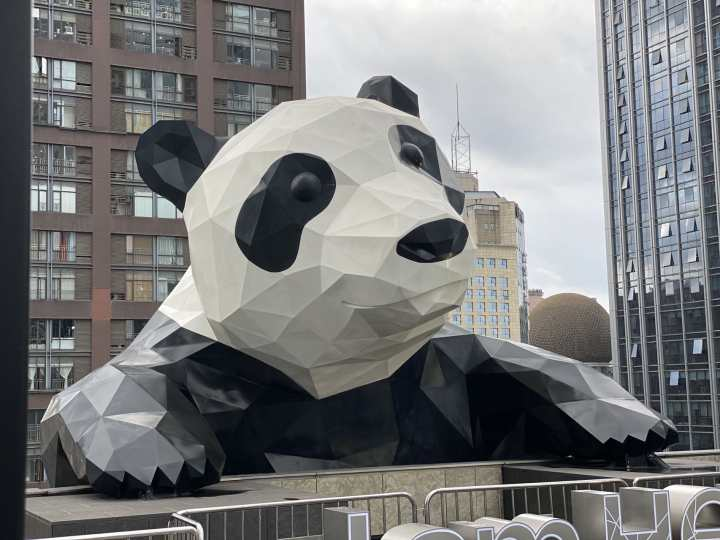 这是哪里的大熊猫?也太可可爱爱了吧?