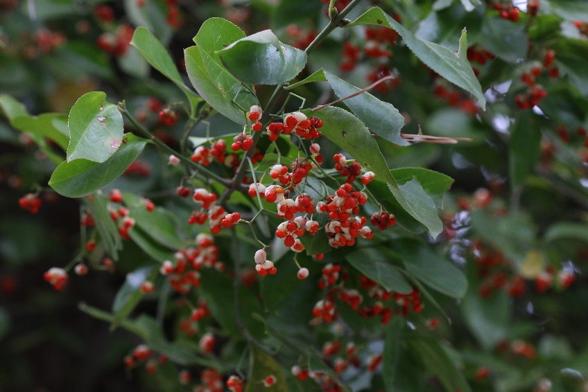 投我以木瓜报之以一起来找寻你喜爱的果实丨花花万物