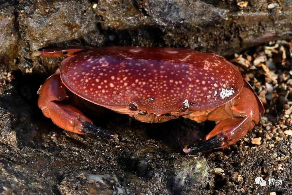 你锅里的每只螃蟹都可能有个稀奇古怪的名字