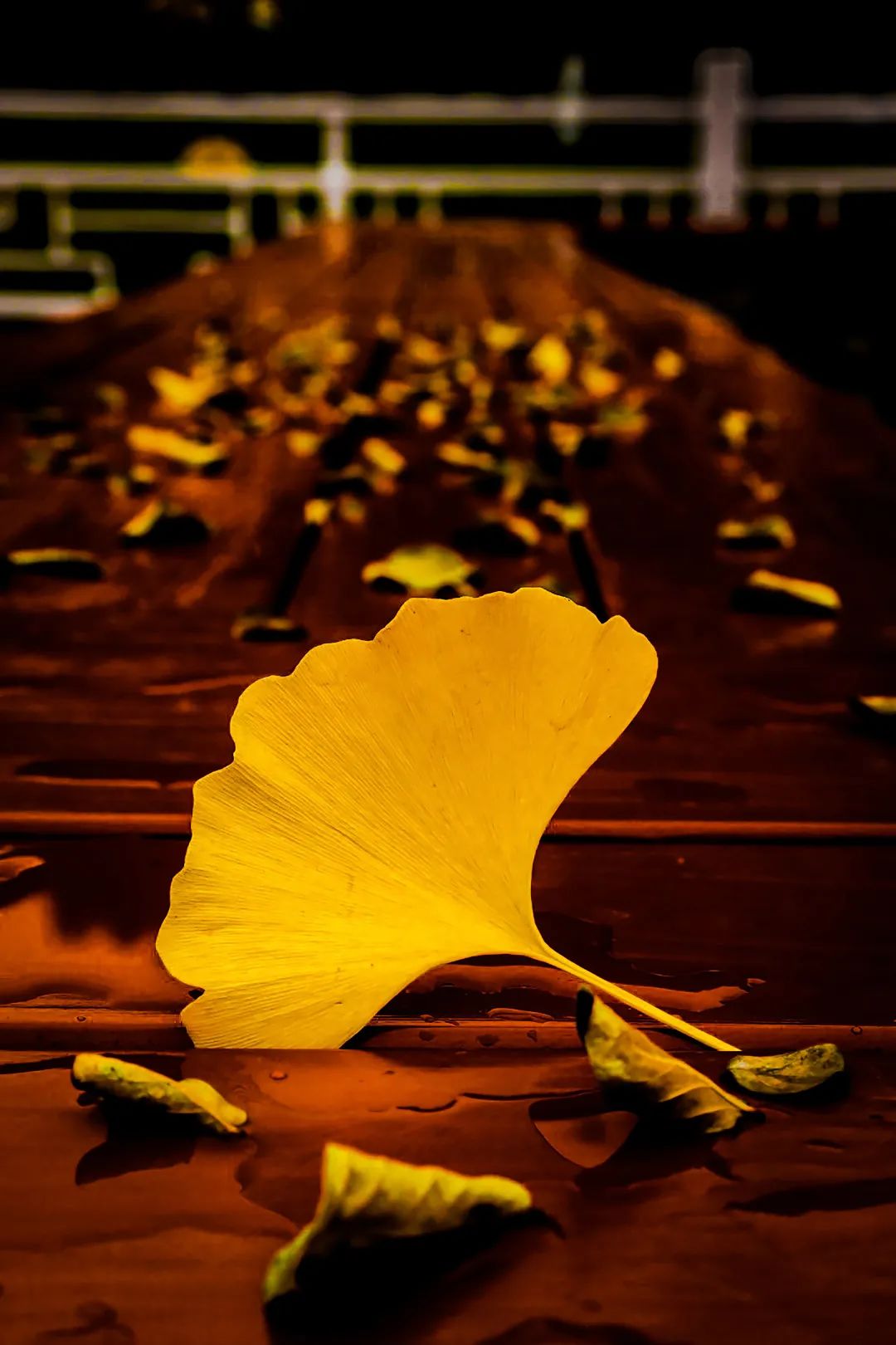 百里挑一等你pick最美的银杏照片