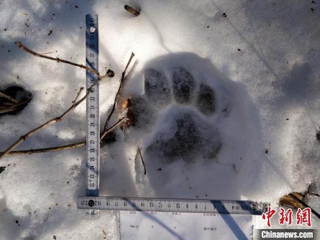 东北虎脚印 舒兰市委宣传部供图