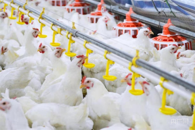 翅"(央广网发 主办方供图)光泽白羽肉鸡油溪养殖场航拍图(央广网发