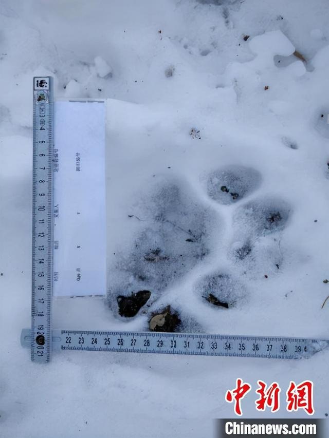 东北虎现场遗留的脚印 舒兰市委宣传部供图