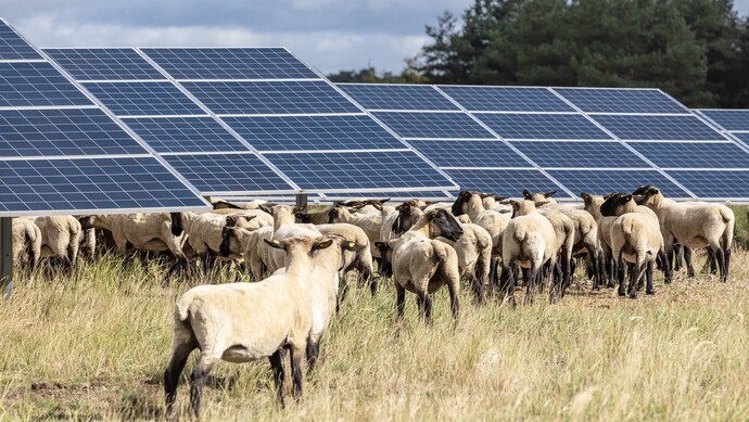 咩网红光伏羊来了省长亲自带货又一个年度爆款