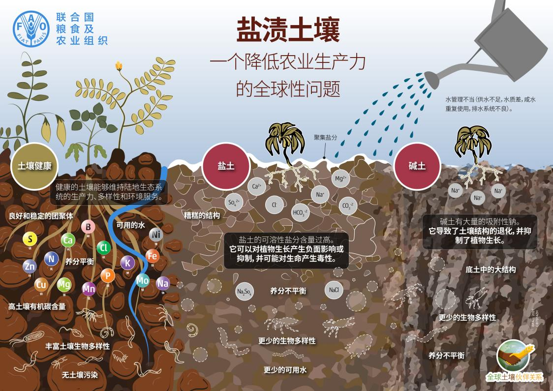 世界土壤日什么是土壤盐渍化你知道吗