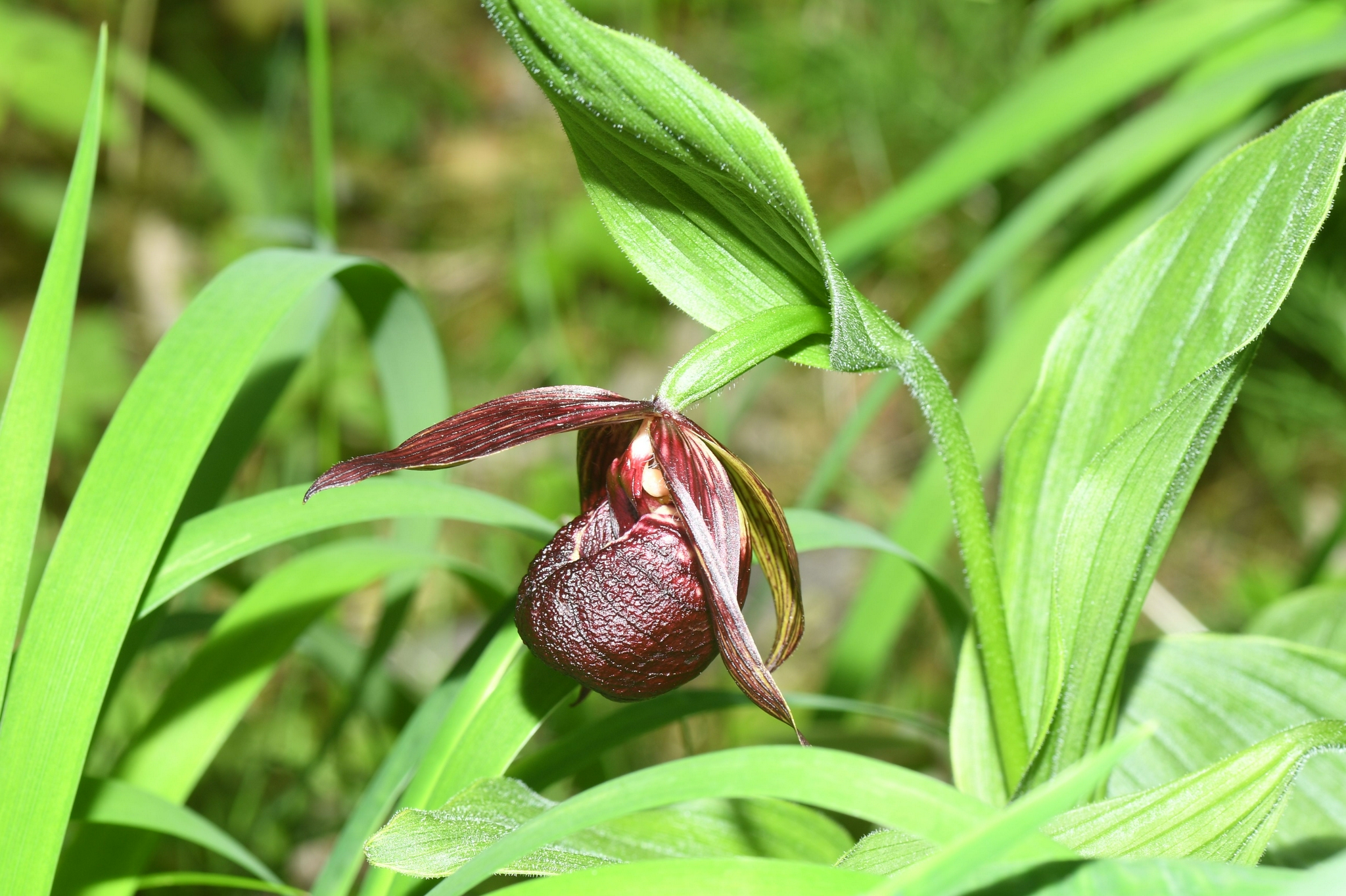 中国发现31个兰科植物新种
