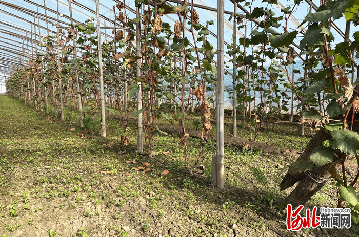 11月26日,在河北饶阳县大尹村镇高村的葡萄大棚,农民利用冬季时节,在