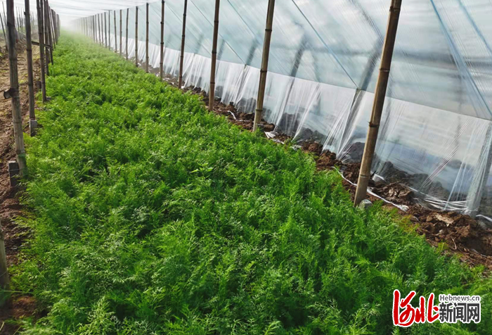 河北饶阳设施葡萄种出甜蜜生活